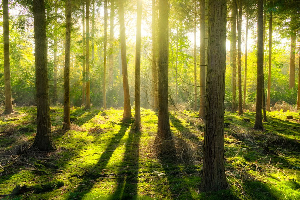 Минлесхоз Беларуси запретил посещать леса в 20 районах, прилегающих к Украине minleshoz-belarusi-zapretil-poseshchat-lesa-v-20-rajonah-prilegayushchih-k-ukraine