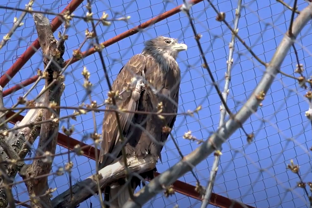 Обитатели Минского зоопарка постепенно переселяются в летние помещения obitateli-minskogo-zooparka-postepenno-pereselyayutsya-v-letnie-pomescheniya