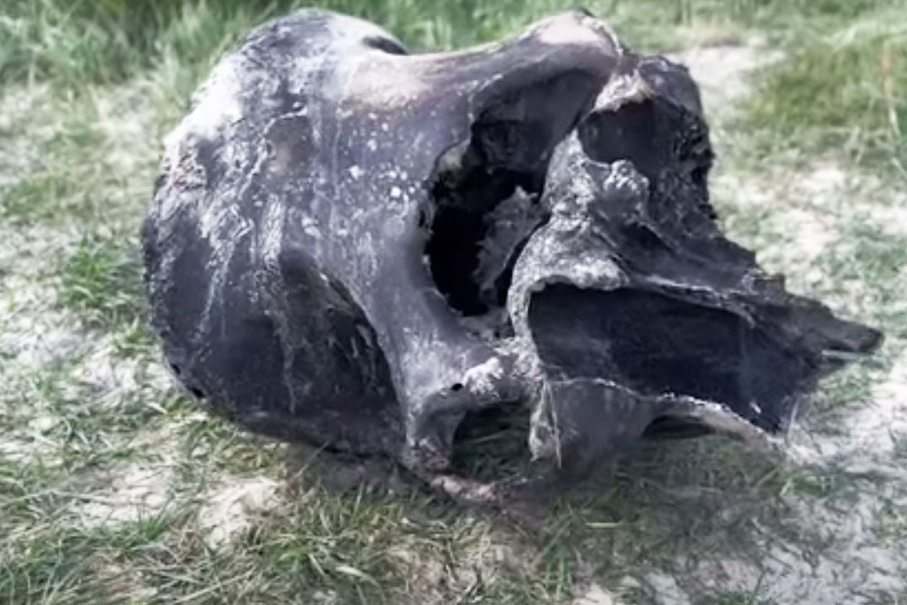 Останки мамонта