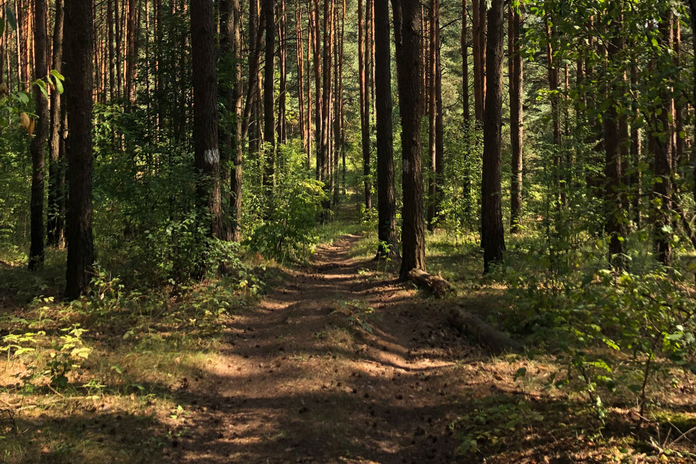 Ограничения и запреты на посещение лесов введены в Беларуси