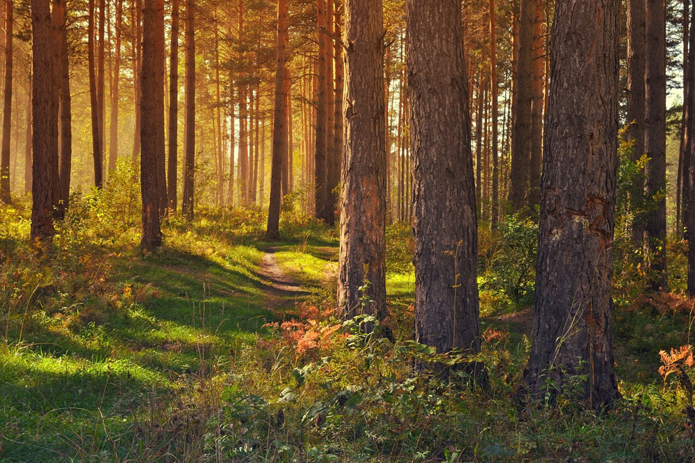 Запрет на посещение лесов в Беларуси