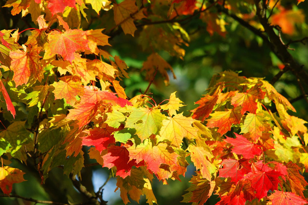 Какая будет погода в Беларуси на предстоящей неделе Погода в Беларуси