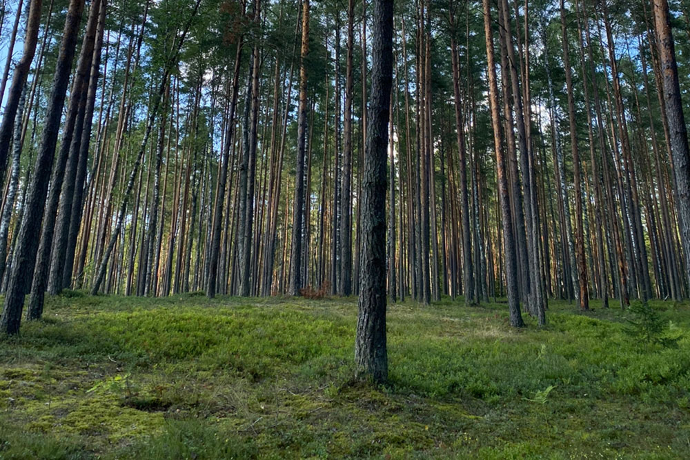 В Беларуси введены запреты на посещение лесов