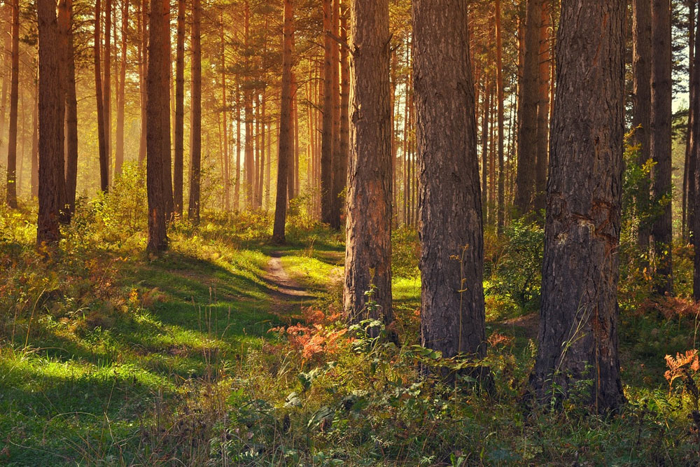 Ограничения на посещение лесов