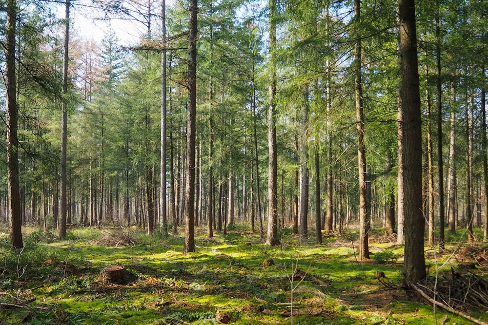 Запрет на посещение леса в Беларуси