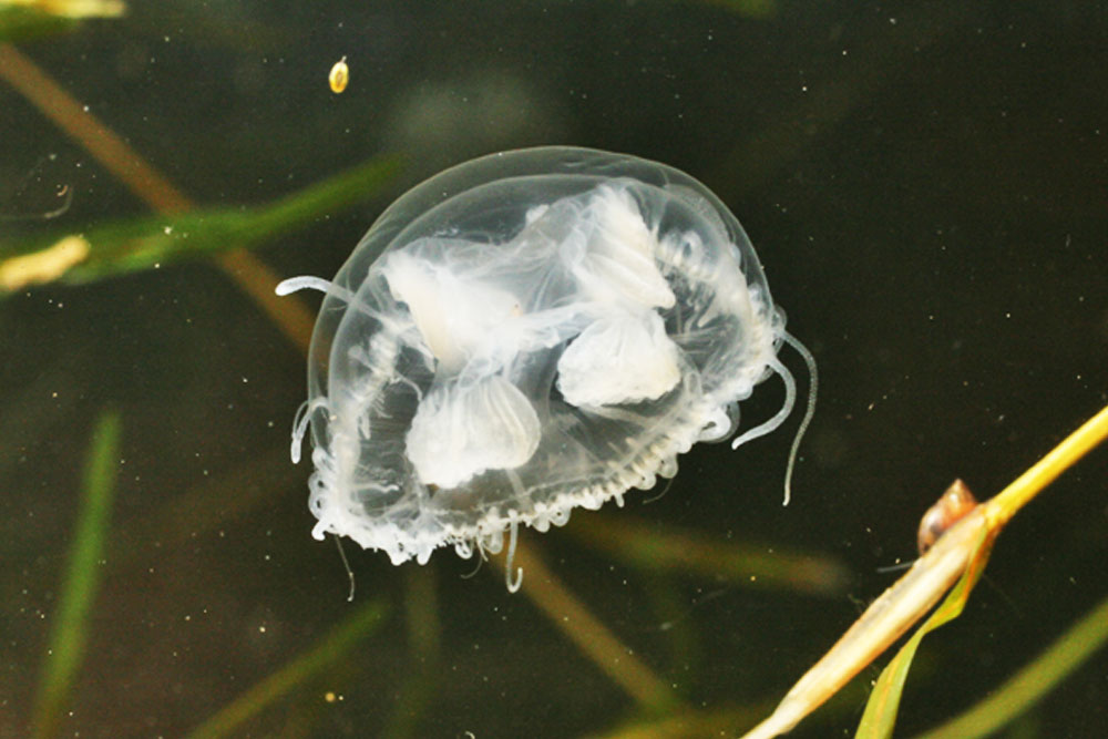 В Беларуси есть медузы Медуза