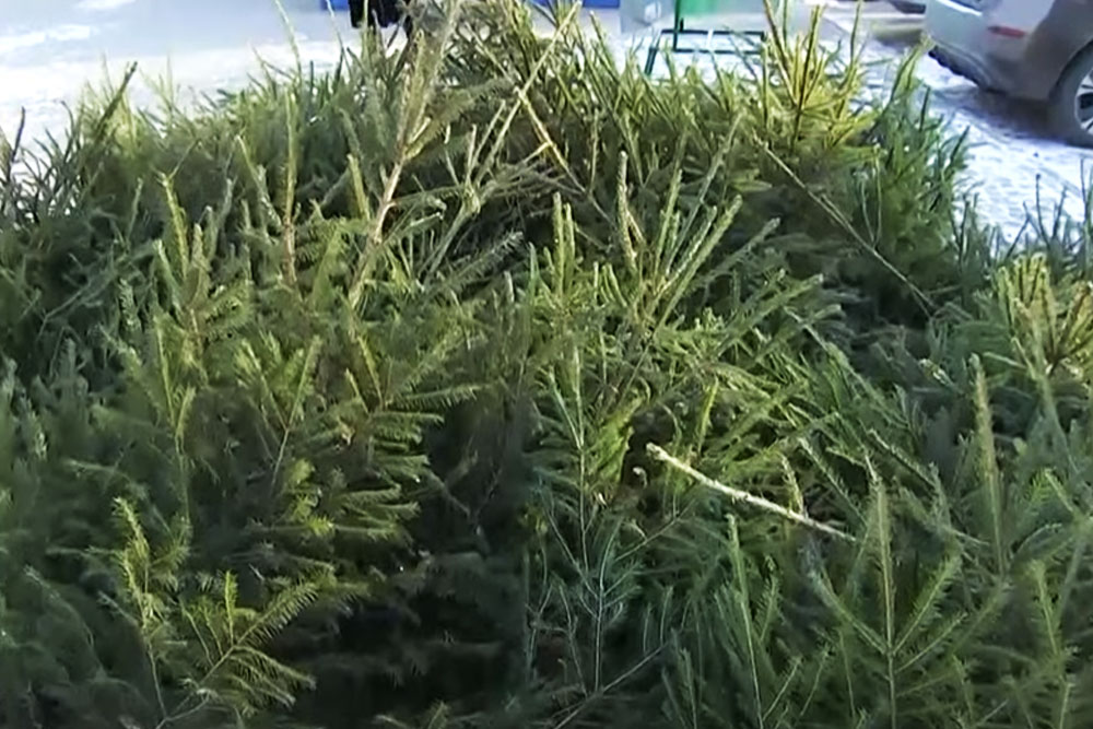 Заработали ёлочные базары в Минске Ёлочные базары в Минске