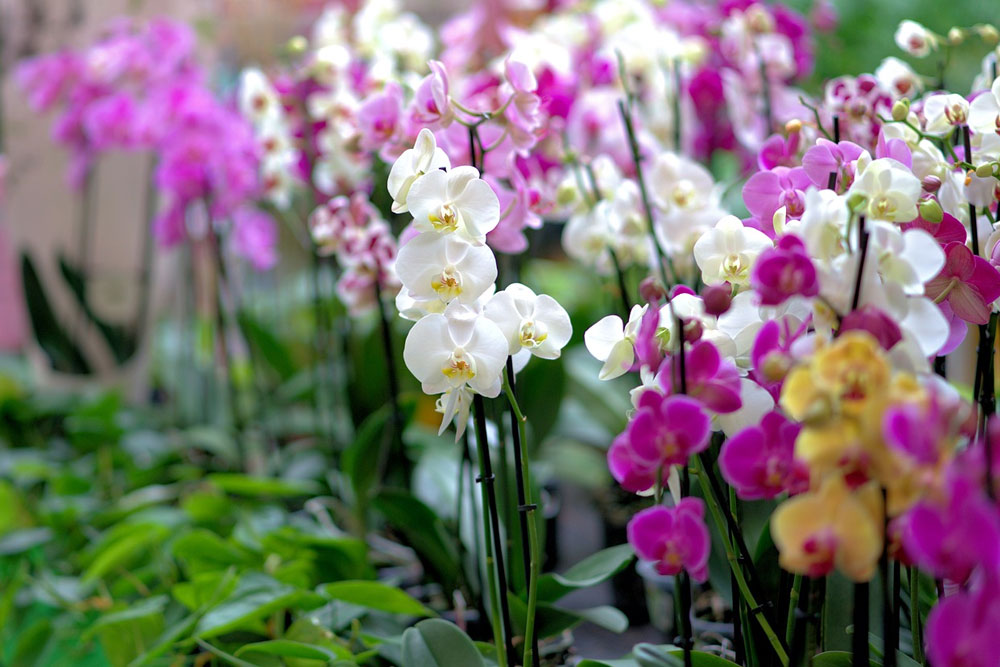Экспозиция орхидей в Ботаническом саду
