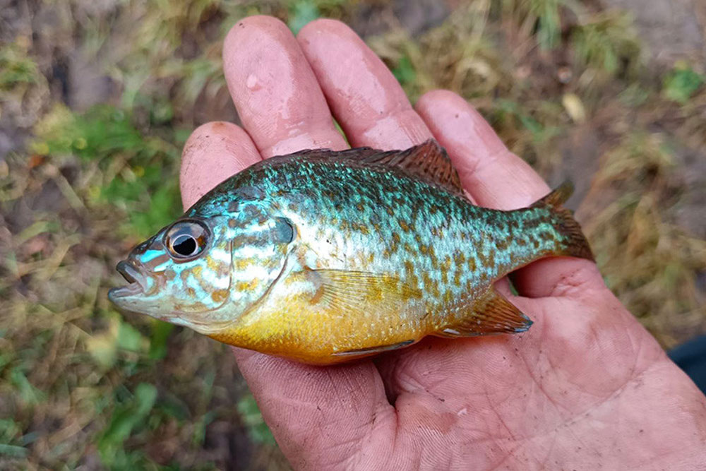 В белорусских водоёмах появился новый вид рыбы, и он опасен для прежних обитателей Солнечный окунь