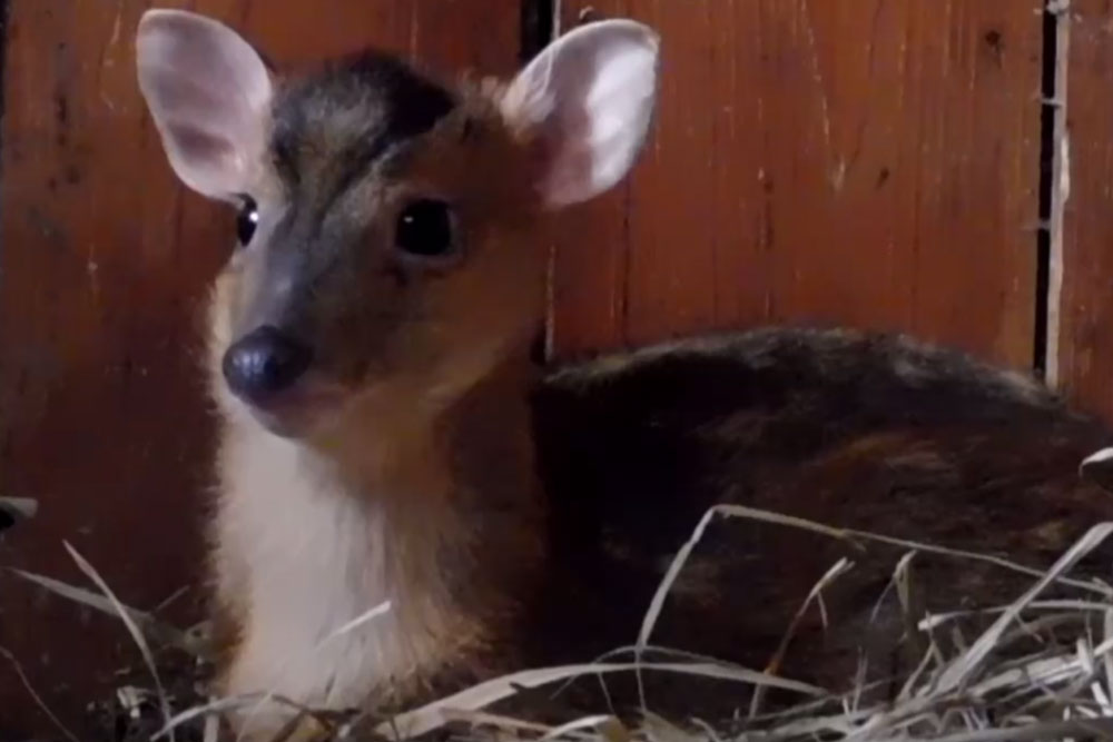 В Беларуси размножаются мунтжаки. Кто это? Мунтжаки