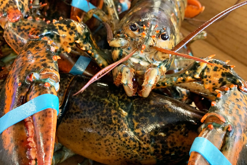 В минском аэропорту задержан россиянин, у которого нашли 120 кг живых лобстеров Национальный аэропорт Минск