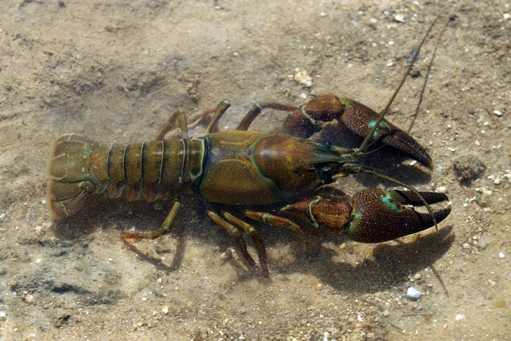 В Минск проник опасный полосатый рак из Америки Американский полосатый рак