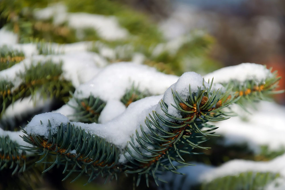 Предстоящая зима удивит белорусов Погода в Беларуси