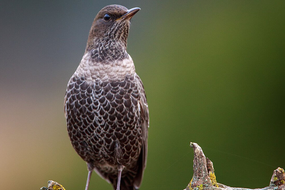 В Беларуси появился новый вид птиц Белогрудый дрозд