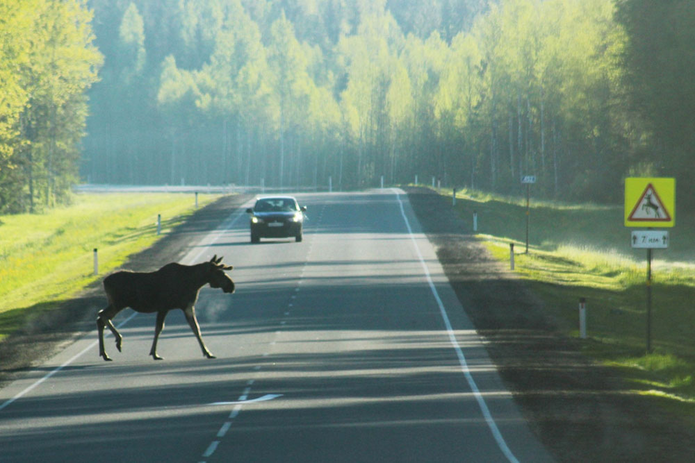 ДТП с животными