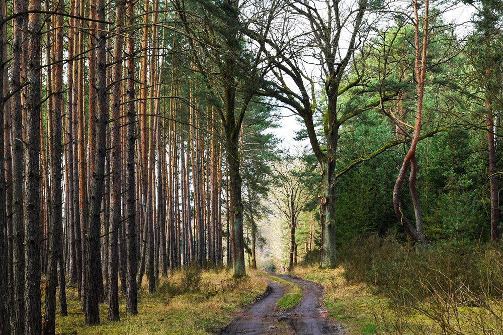 Посещение лесов ограничено почти во всех районах Беларуси Ограничения на посещение леса