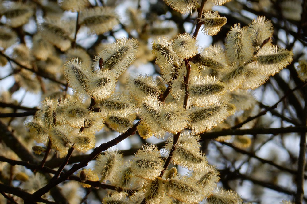 Какой будет погода в апреле и на предстоящей неделе в Беларуси Погода в Беларуси