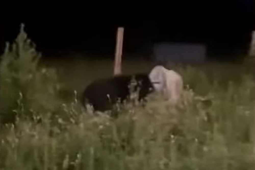 Медведь попал в запдню в Приморье