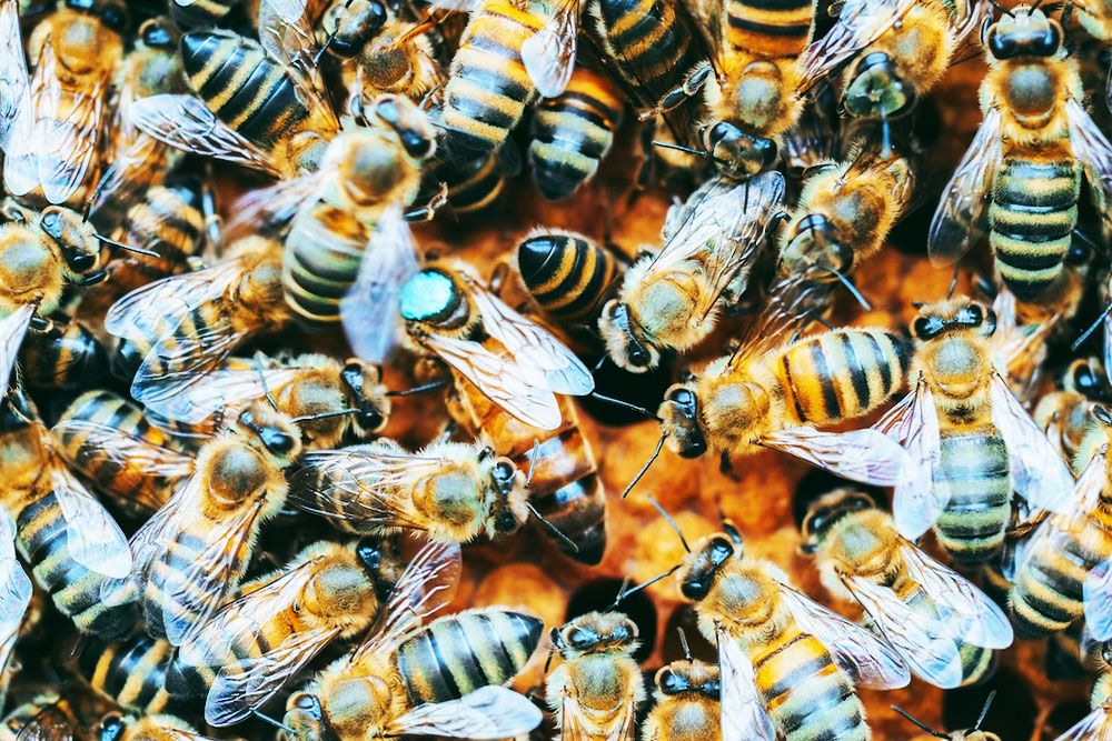 В Пулково нашествие пчёл
