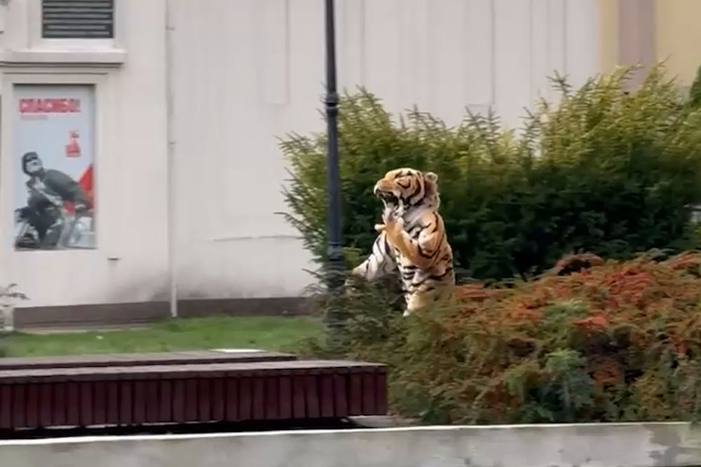 В Калининградском зоопарке прошли учения по поимке сбежавшего тигра Калининградский зоопарк
