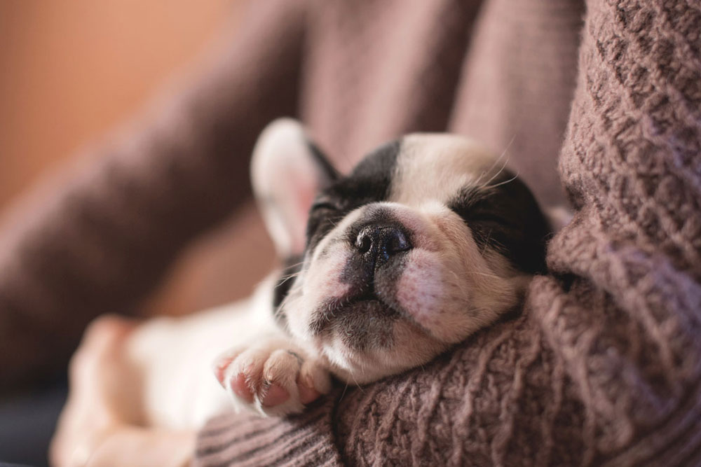 МАУ запретила перевозить в самолётах животных mau-zapretila-perevozit-v-samolyotakh-zhivotnykh