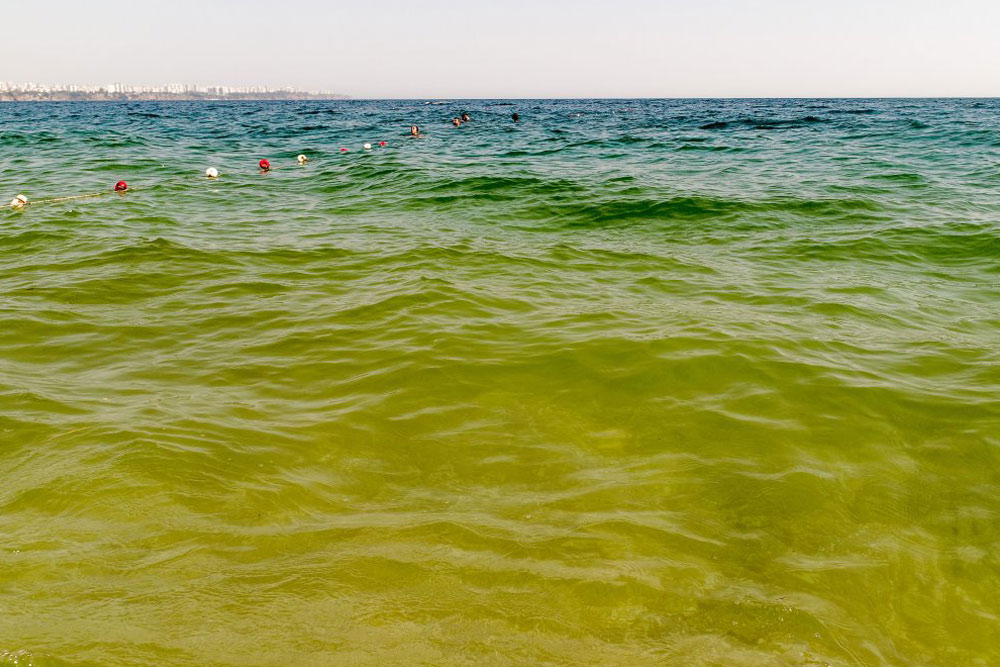 На пляжах Анталии позеленела вода na-plyazhakh-antalii-pozelenela-voda