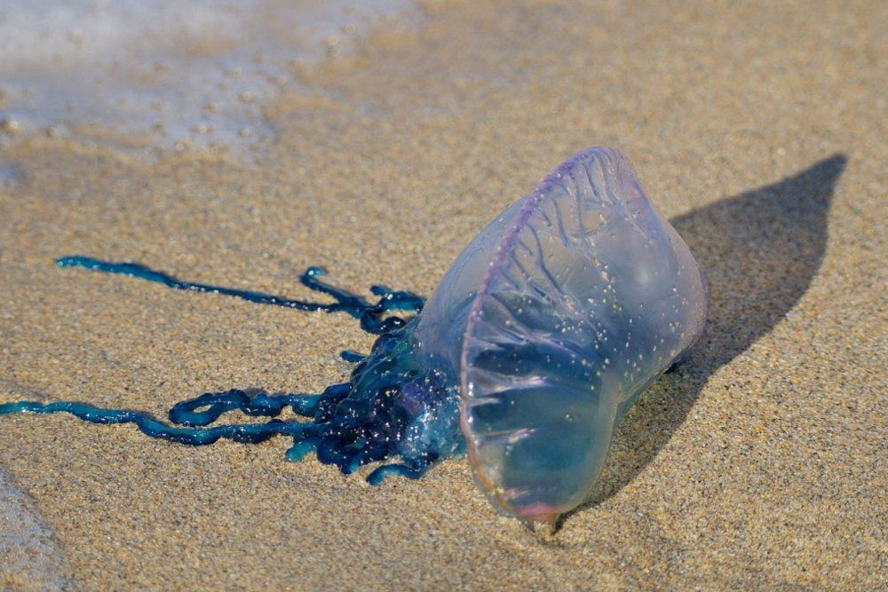 В водах Пхукета появились ядовитые медузы