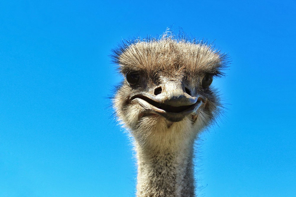 Страус сбежал из китайского зоопарка. Его с трудом догнали полицейские на мотоциклах Зоопарке города Чжэнчжоу