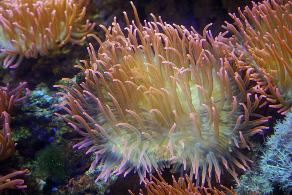 korally-i-anemony