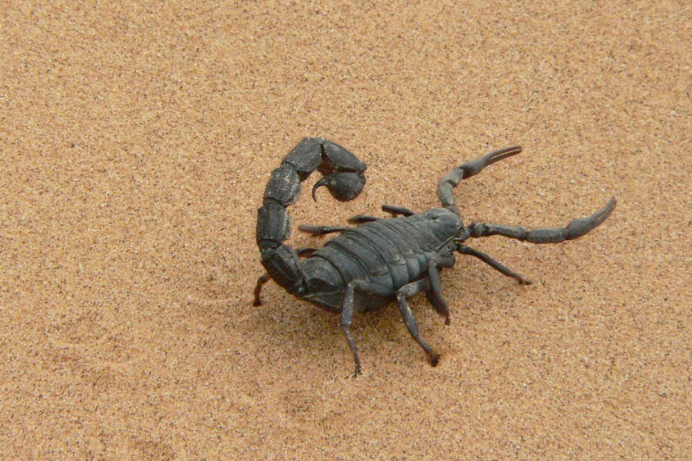 skorpiony